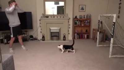Chris Dixon's cat is amazing