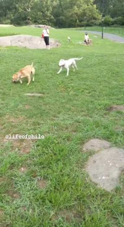 He zigged when he should have zagged