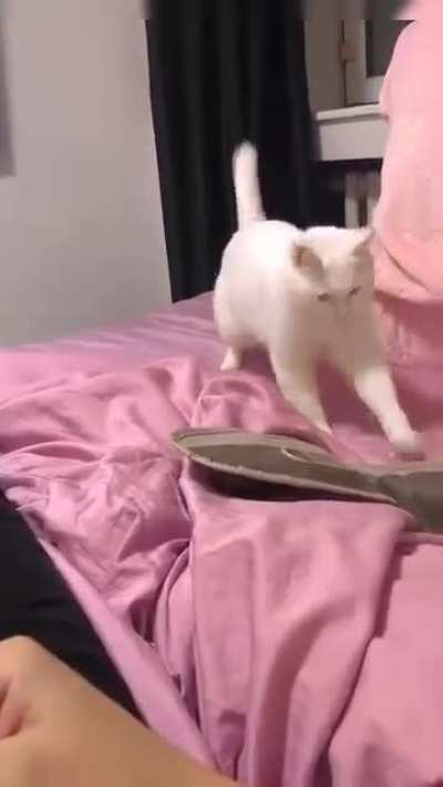 The cat is trying to dance