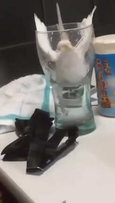 Tweety falls in a cup