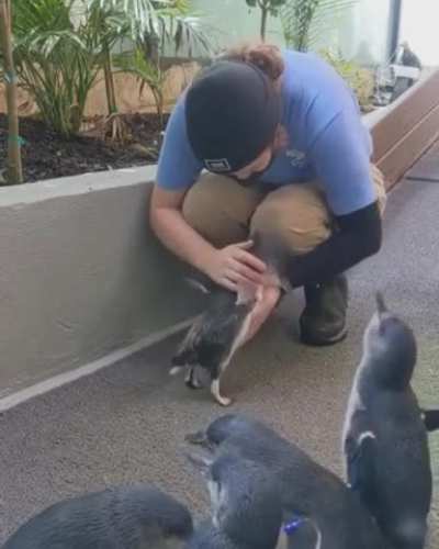 A cute little penguin runs into the arms.
