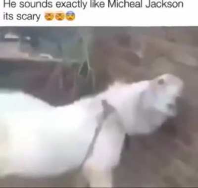 Yes