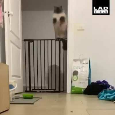 Aesteticlly Graceful chonky jump