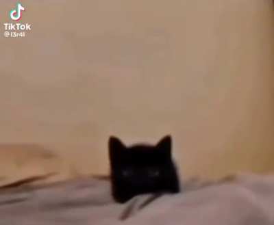 Purrfect