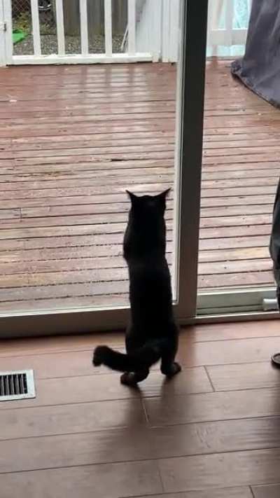 My kitten doesn’t understand glass yet 😂
