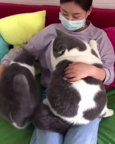 Kingpen of cats ??!