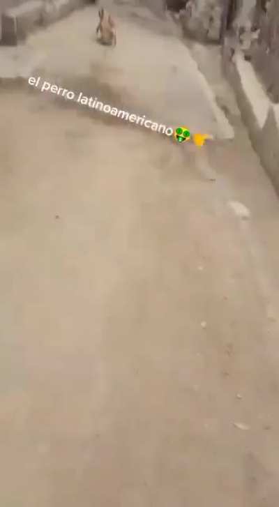 Perro de latam 🤑🥵