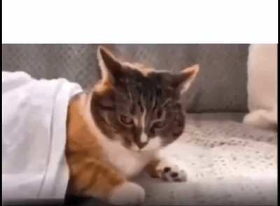 Cat and blanket being yanked