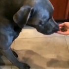 I can't get over this dog reaction...! 😅
