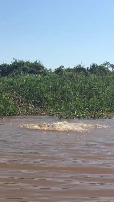 Jaguar wrestles with a large caiman in deep water.