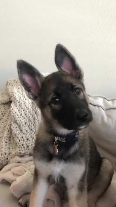 Pupper1!!