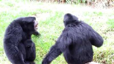Remember these siamang apes? There's another good scream in here too