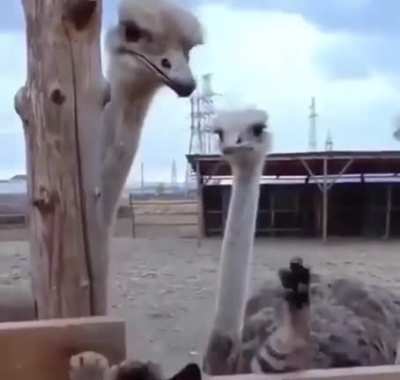 Ostriches remember