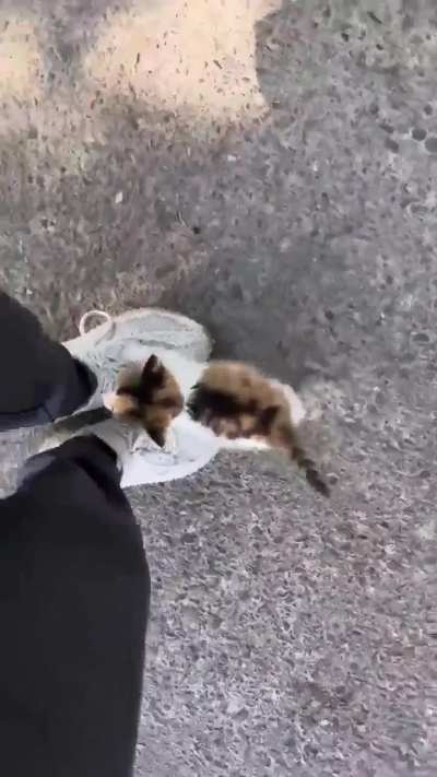 Hello Hooman