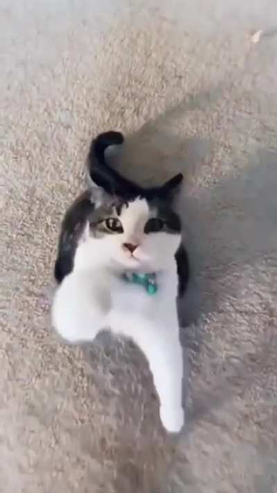 Give Paw...? Nah! Something better