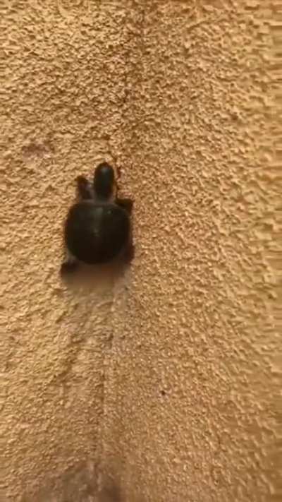 Ninja baby turtle!