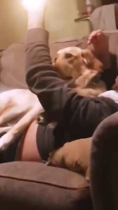 Poor dog