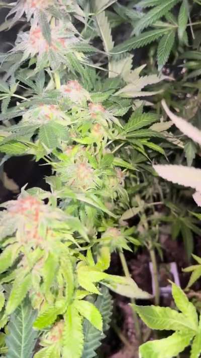 Should I cut these lower branches