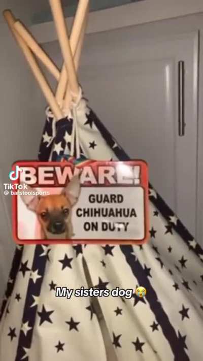 Guarddog on Duty