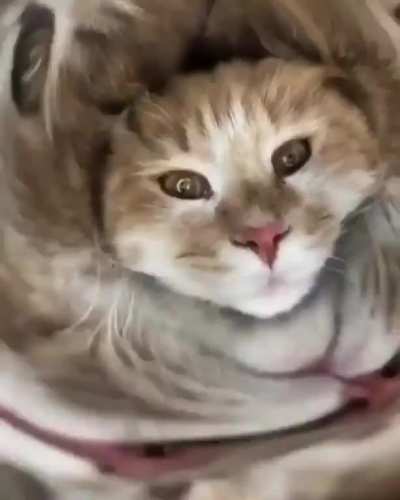 Where is my treat?