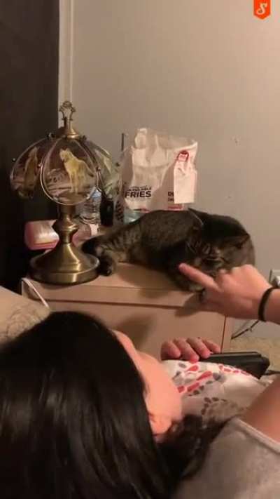 The witch and her cat