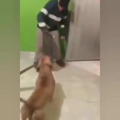 bad doggo