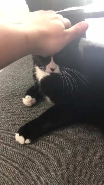 You may pet me, but only three times!