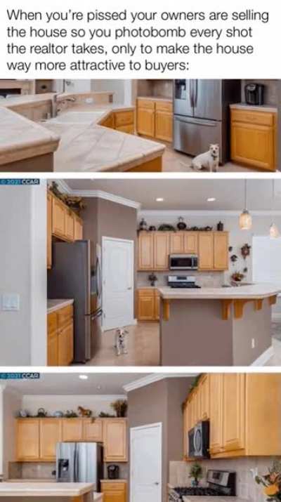 The dog comes with the house right?