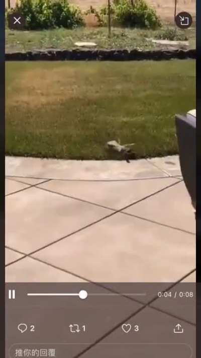 粉红兔现状