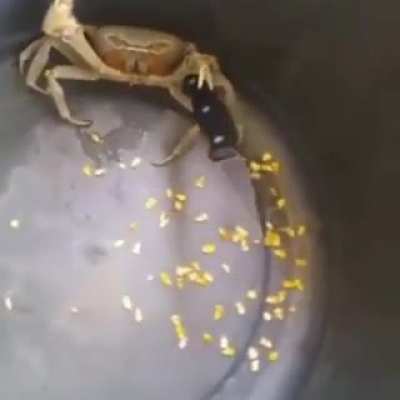 This crab just won't go down easy