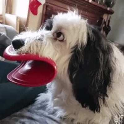 Testing beauty products on dogs needs to be stopped