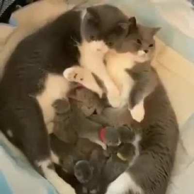 Happy Family
