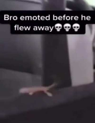 Bro Emoted