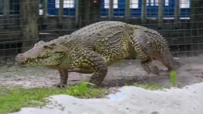 Cuban Crocodile Angry Zoomies
