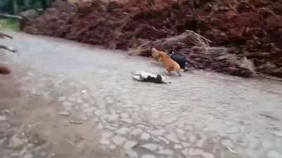 O troco na cachorrada!