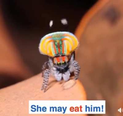 The Maratus Volans 