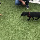 Hitdog in training