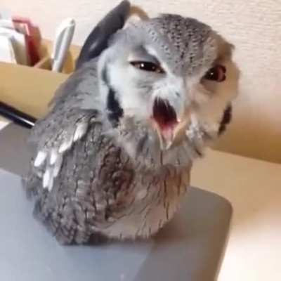 Owl Screaming