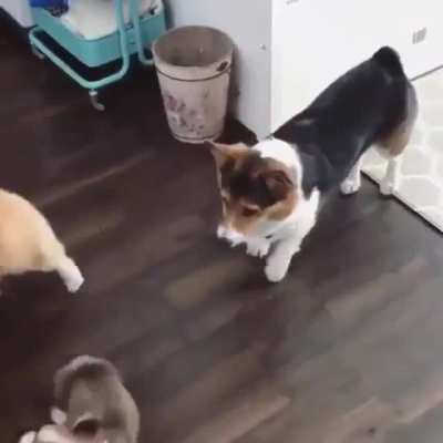 Parents Play With Baby Corgi