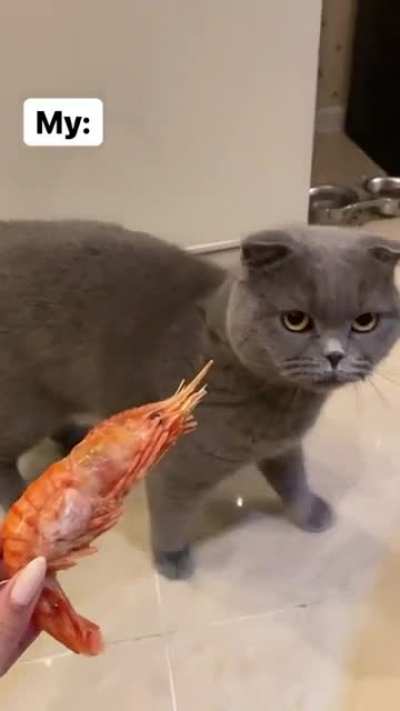 All cats loves fish, right?