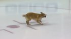 Golden Retriever playing fetch on the ice before the game