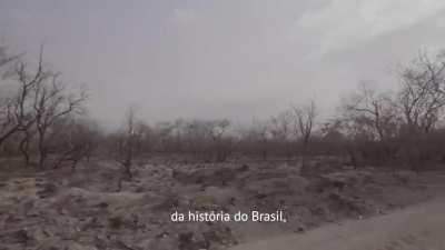 BolsoNero queima, bora apagar, bora plantar, bora recomeçar.... Votem direito e não tenham políticos de estimação... Talvez seus filhos vejam uma onça