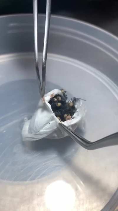 Funnel Web Spiders of Australia lay up to 100 eggs in a pillow-like silk sac, where they stay for three weeks until they hatch. This is what one looks like after they hatch.