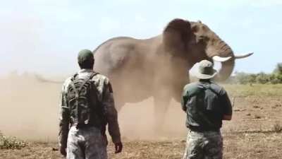 🔥 Properly responding to an Elephant mock charge.