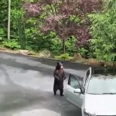How to keep a bear away from your Mercedes