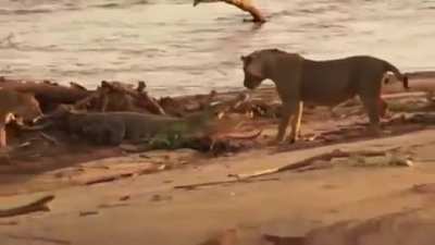 tapping a croc