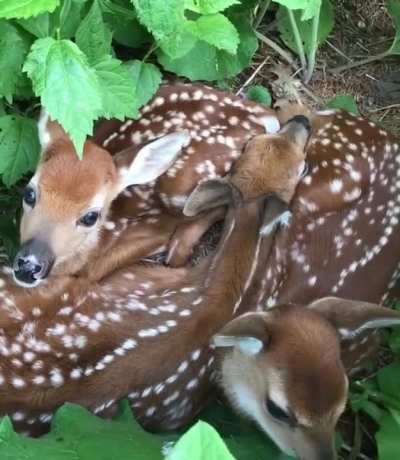 A puddle of cuddly fauns