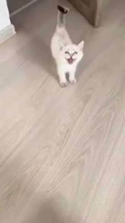 Demon kitten is hungry