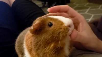 Mlep mlep mlep