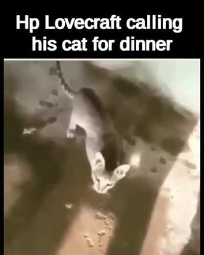 the funny cat
